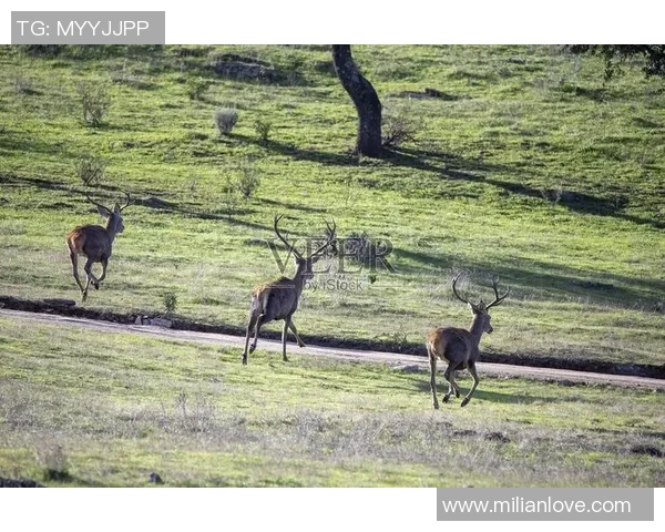 探索埃斯特旺的魅力与风情，感受独特文化与自然之美